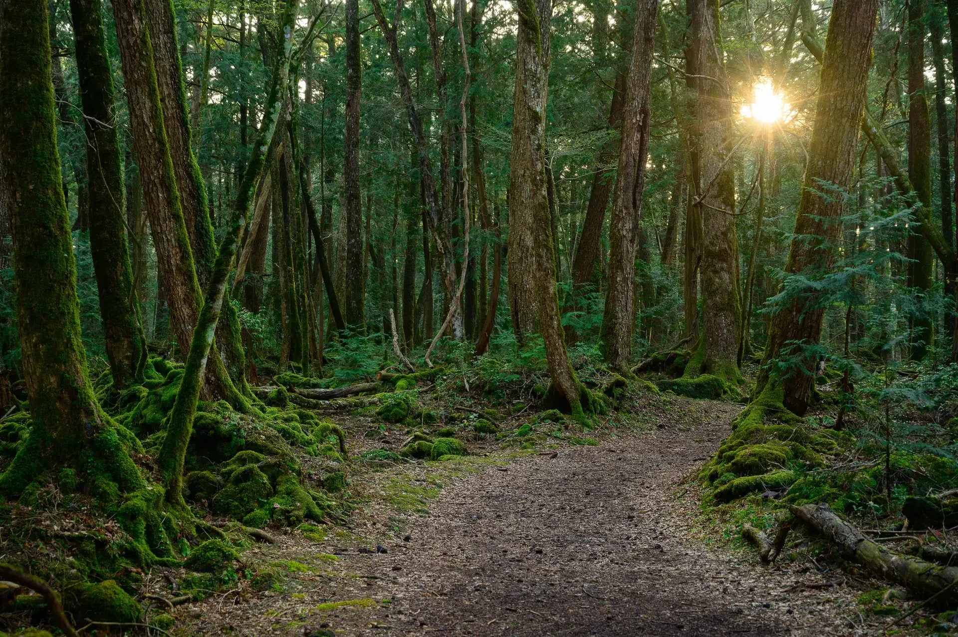 青木ヶ原樹海ウォーク